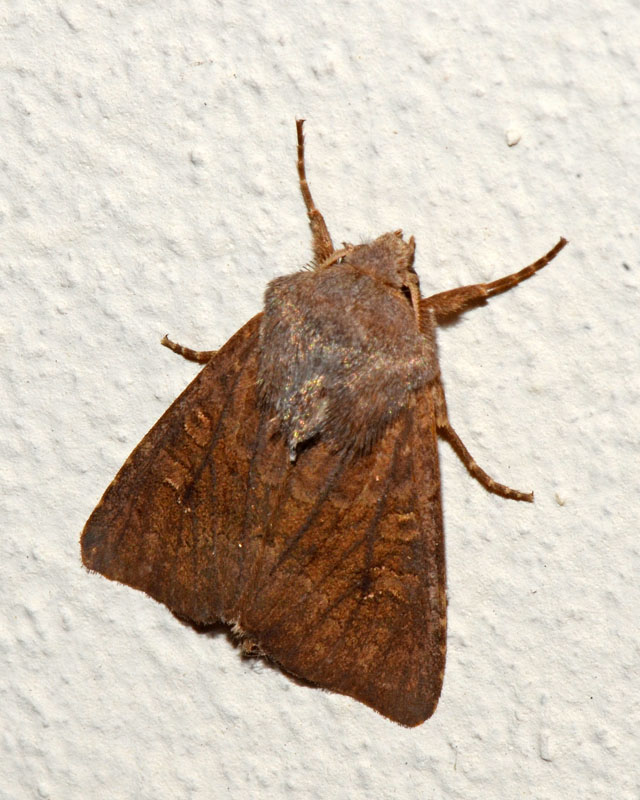 Noctuidae 1